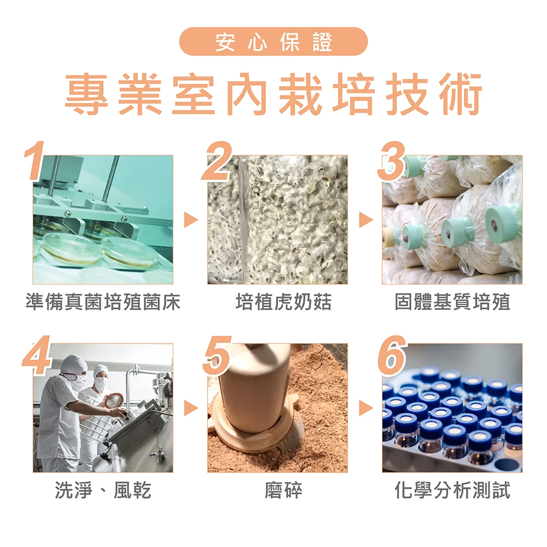 原廠公開的虎奶菇培養、清洗、風乾與磨粉流程